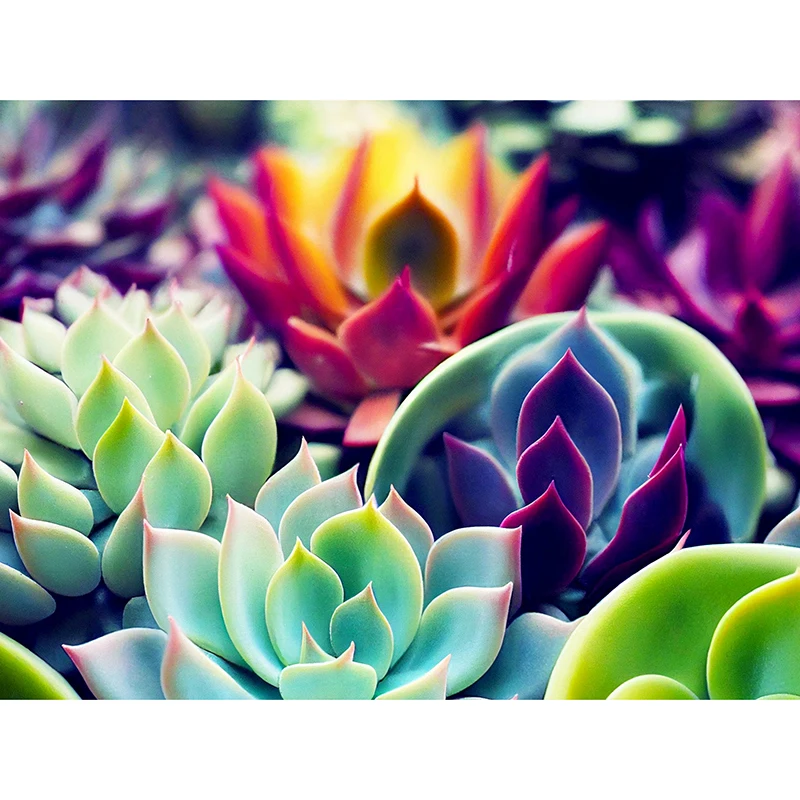 KAMY YI 5d Diamond Cross DIY Mosaic Rainbow Succulents Home Decoration Full Square/Round Diamond Embroidery Handmade Gift
KAMY YI 5d Diamond Cross DIY Mosaic Rainbow Succulents Home Decoration Full Square/Round Diamond Embroidery Handmade Gift