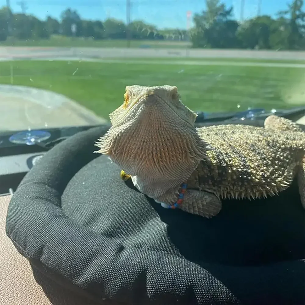 1Pcs Car Lizard Hammock Soft Portable Car Dashboard Bearded Dragon Hammock Bearded Dragon Supplies Lightweight Reptile Bed With
1Pcs Car Lizard Hammock Soft Portable Car Dashboard Bearded Dragon Hammock Bearded Dragon Supplies Lightweight Reptile Bed With