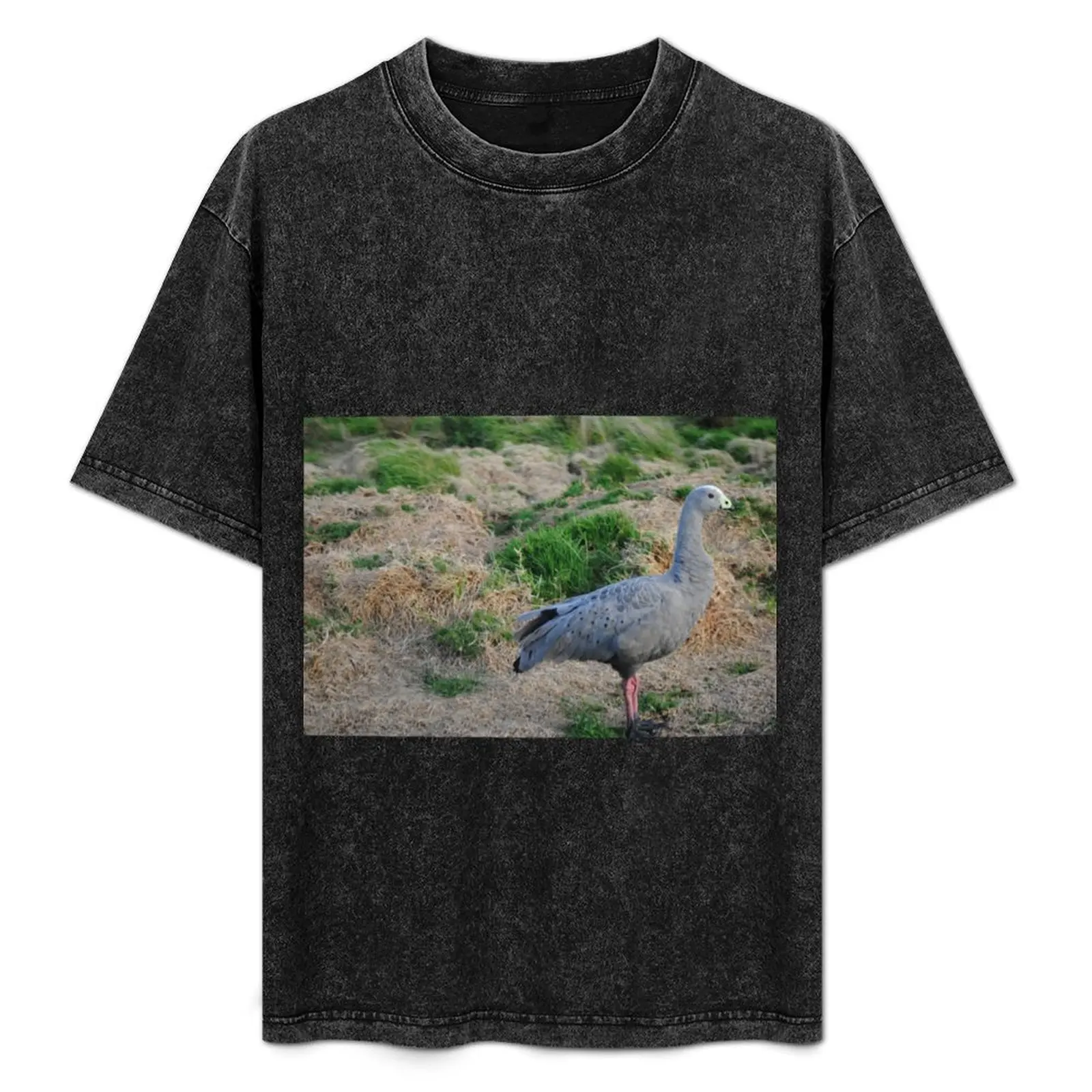 Cape Barren Goose, Phillip Island T-Shirt Plus Size Solid Color T-Shirt
Cape Barren Goose, Phillip Island T-Shirt Plus Size Solid Color T-Shirt
