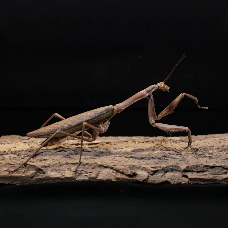 Биологическая энциклопедия BANDAI, фигурки богомола, мечхорн, саран, гашапон, аксессуары, аутентичные капсульные игрушечные украшения
Биологическая энциклопедия BANDAI, фигурки богомола, мечхорн, саран, гашапон, аксессуары, аутентичные капсульные игрушечные украшения