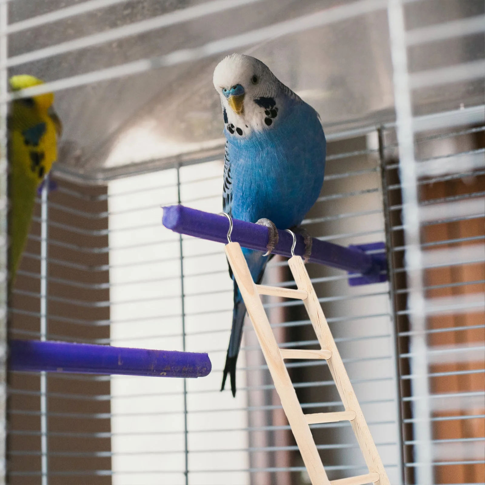 Hamster Climbing Ladder Bird Hanging Cage Supplies Cockatiel Parrot Biting Accessories Birdcage
Hamster Climbing Ladder Bird Hanging Cage Supplies Cockatiel Parrot Biting Accessories Birdcage