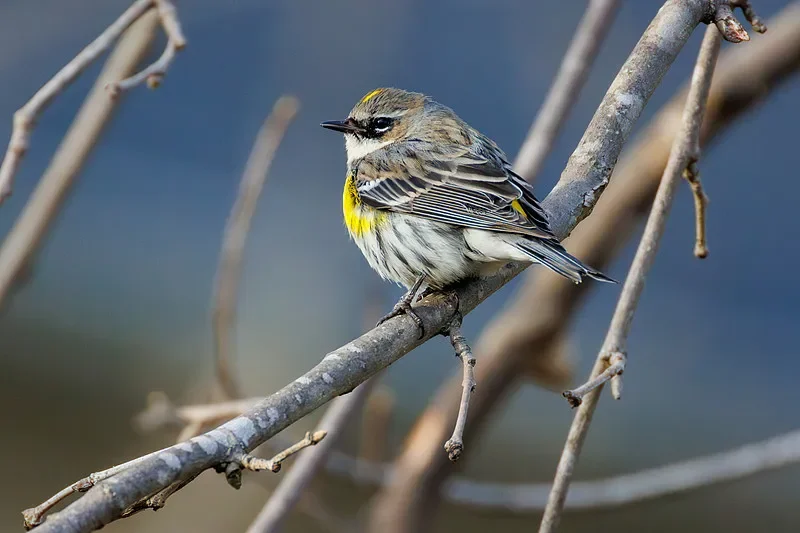 LDARC R02 1/64 Mini RC Racing Car (RTR/BNR) - Tabletop Toy for Adults & Kids, Gift Option
LDARC R02 1/64 Mini RC Racing Car (RTR/BNR) - Tabletop Toy for Adults & Kids, Gift Option