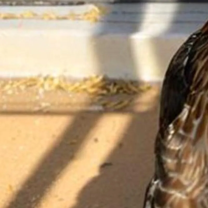 Oyster Shell and Grit Feeder Precision Nutrition Hanging Chicken Feeder No Waste Design Poultry Gravity Feeder for Chicken Duck
Oyster Shell and Grit Feeder Precision Nutrition Hanging Chicken Feeder No Waste Design Poultry Gravity Feeder for Chicken Duck