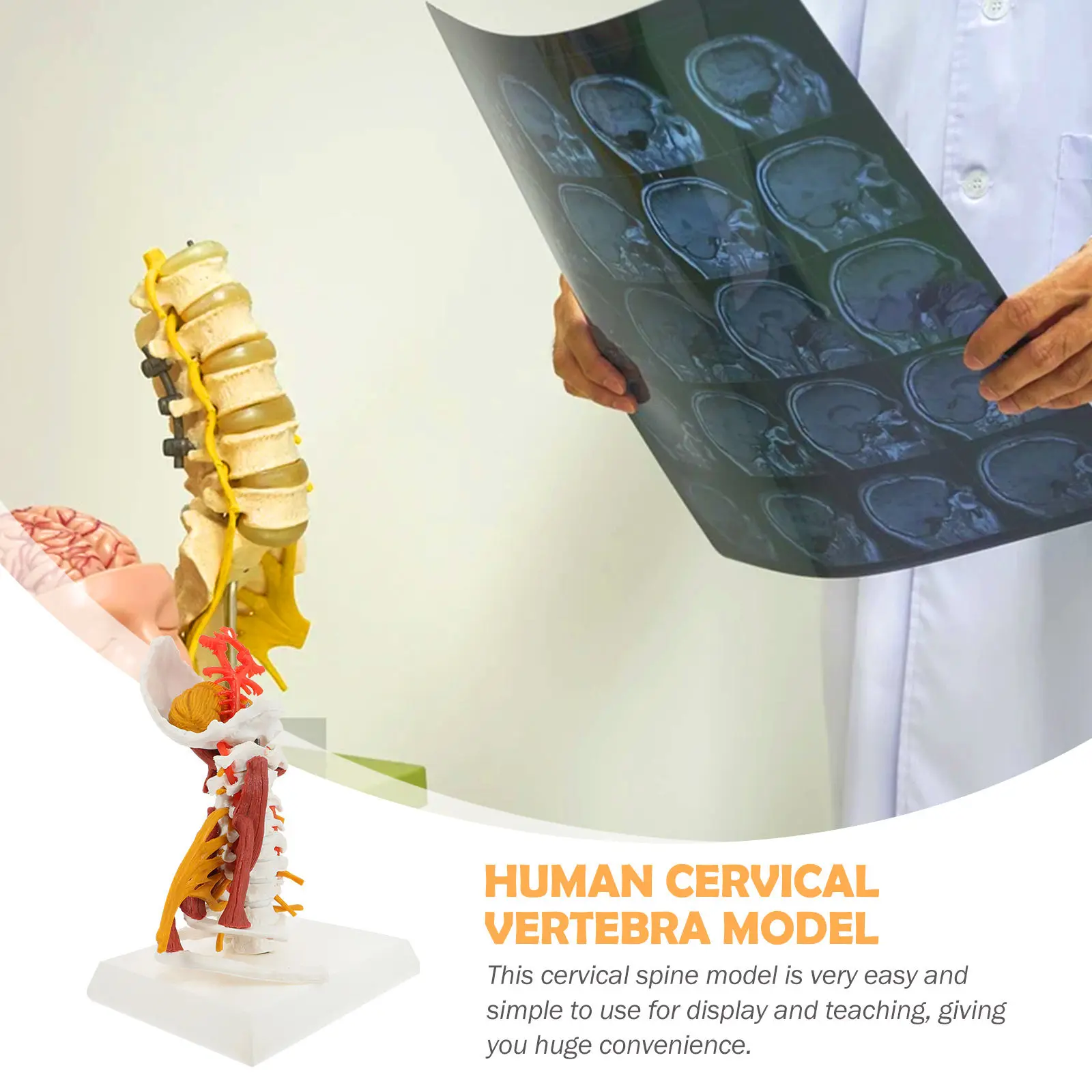 Human Cervical Spine PVC Anatomy Teaching Display Cervical Vertebra Educational Practice Detailed Nerve Muscle Structure
Human Cervical Spine PVC Anatomy Teaching Display Cervical Vertebra Educational Practice Detailed Nerve Muscle Structure