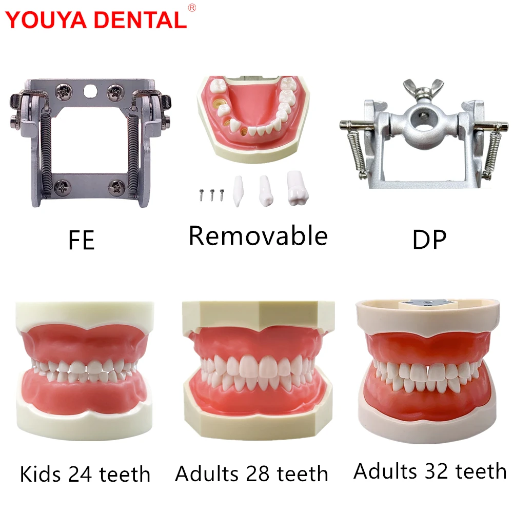 24/28/32 Dental Practice Teeth Model With Removable Tooth Dentistry FE/DP Jaws Kid Adult Typodont For Training Teaching Studying
24/28/32 Dental Practice Teeth Model With Removable Tooth Dentistry FE/DP Jaws Kid Adult Typodont For Training Teaching Studying