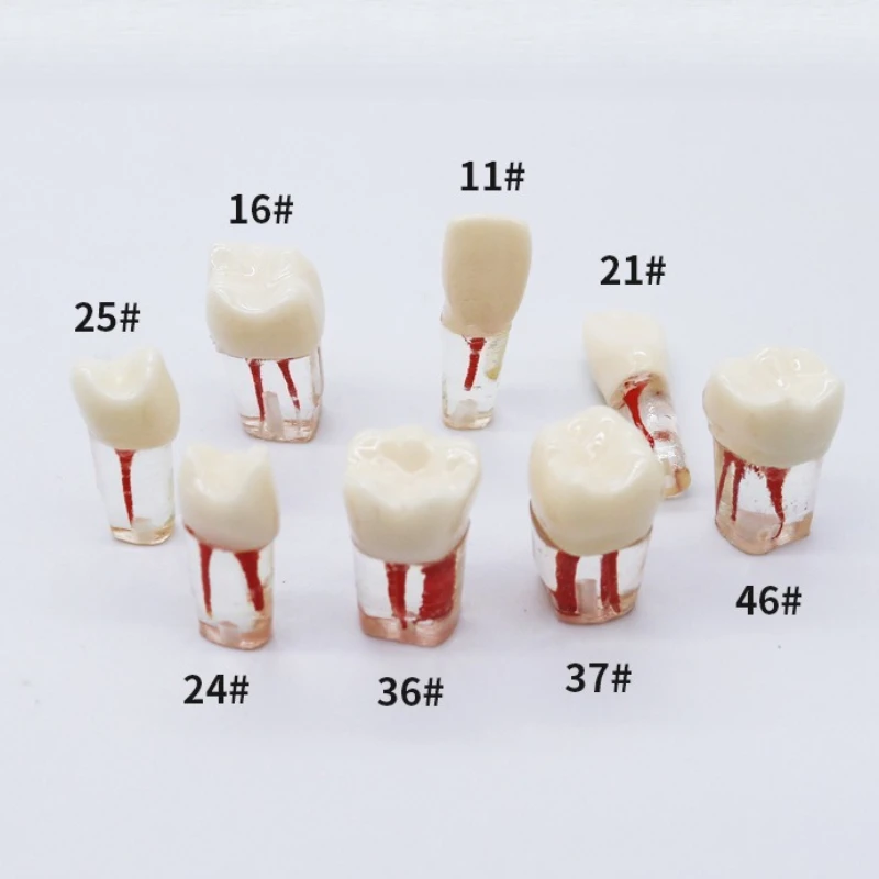 Практика обучения зубем, корневой канал полости рта, зубы, целлюлоза, полость, смола, имитация зубов, модель, стоматолог, студенты, обучение
Практика обучения зубем, корневой канал полости рта, зубы, целлюлоза, полость, смола, имитация зубов, модель, стоматолог, студенты, обучение