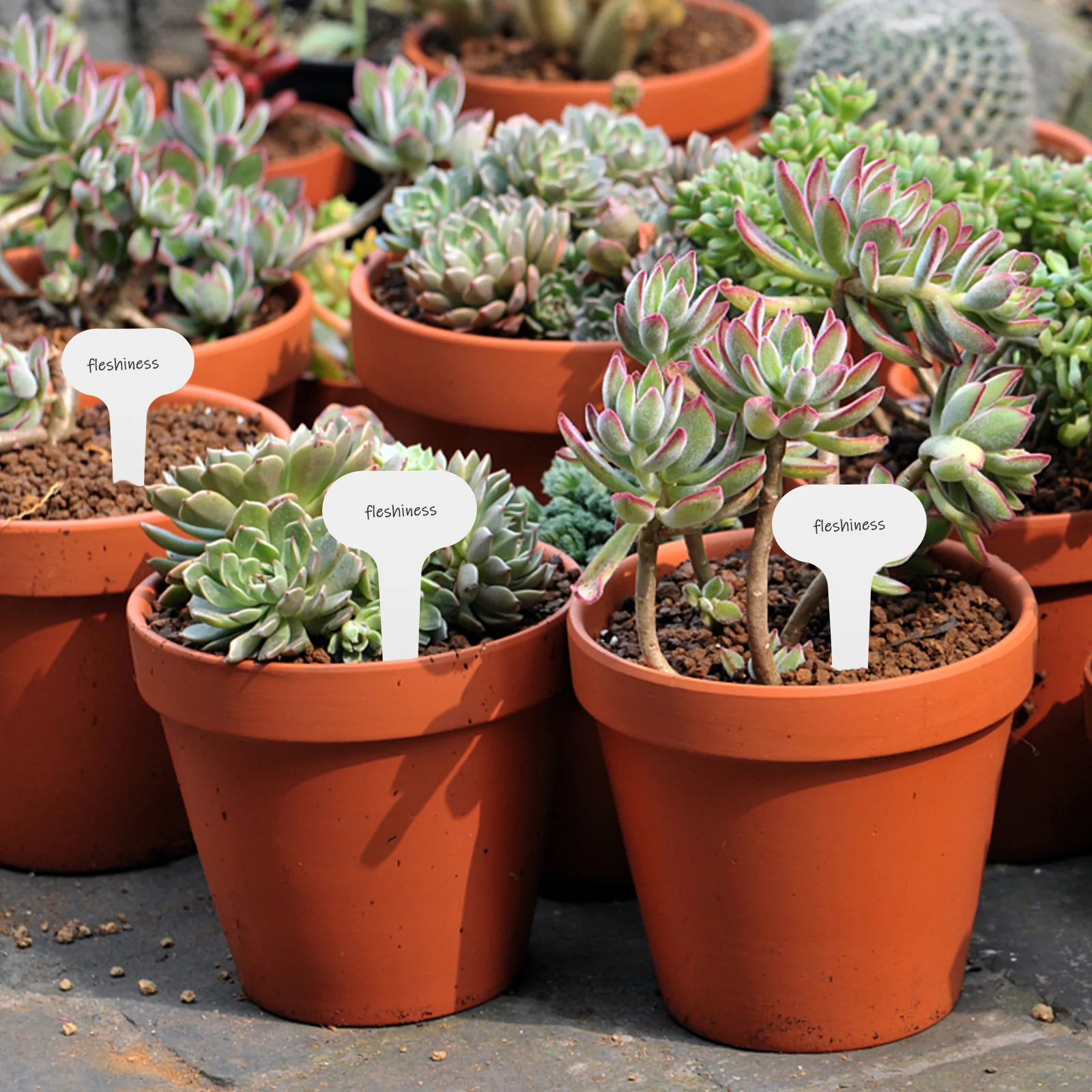 100 Pcs Plant Sign Garden Identification Stakes Tags Flower Markers for Plants Row Signs Greenhouse Outdoor Vegetables Labels
100 Pcs Plant Sign Garden Identification Stakes Tags Flower Markers for Plants Row Signs Greenhouse Outdoor Vegetables Labels