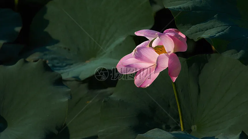 Комплект из 4 шин 17 мм с шестигранным креплением для ARRMA 1/7 Firebird, FELONY, FSR, Flying God, Mustang GT, Flat Running Da, DA GT, для гонок по шоссе
Комплект из 4 шин 17 мм с шестигранным креплением для ARRMA 1/7 Firebird, FELONY, FSR, Flying God, Mustang GT, Flat Running Da, DA GT, для гонок по шоссе