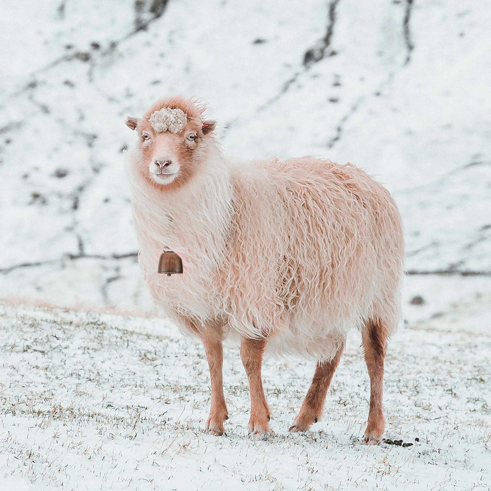 10pcs Retro Pet Bells Metal Cow Bell Iron Sheep Bell Collar naments Farming Accessories Anti lost Decorations Clear Sound Gifts 
10pcs Retro Pet Bells Metal Cow Bell Iron Sheep Bell Collar naments Farming Accessories Anti lost Decorations Clear Sound Gifts