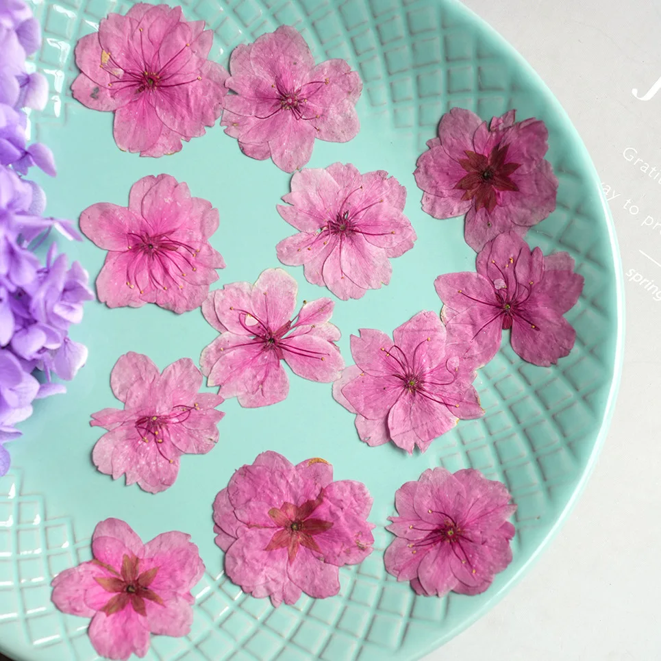 100Pcs Spring Real Flower Pressed Cherry Blossom Decorations Dried Flowers Pressed Real Plant Specimens Resin Frame Specimen Bookmarks Aromatherapy Candles DIY Crafts
100Pcs Spring Real Flower Pressed Cherry Blossom Decorations Dried Flowers Pressed Real Plant Specimens Resin Frame Specimen Bookmarks Aromatherapy Candles DIY Crafts