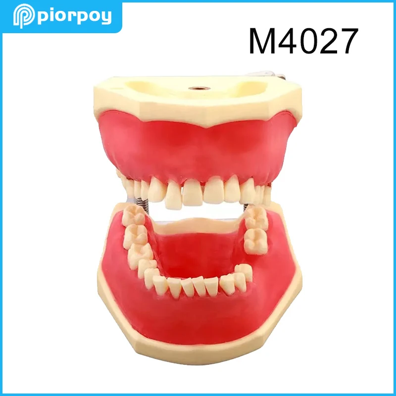 PIORPOY Dental Periodontal Practice Models Teeth Studying Teaching Mold for Dentistry Demonstrating Calculus Gingivitis M4027
PIORPOY Dental Periodontal Practice Models Teeth Studying Teaching Mold for Dentistry Demonstrating Calculus Gingivitis M4027