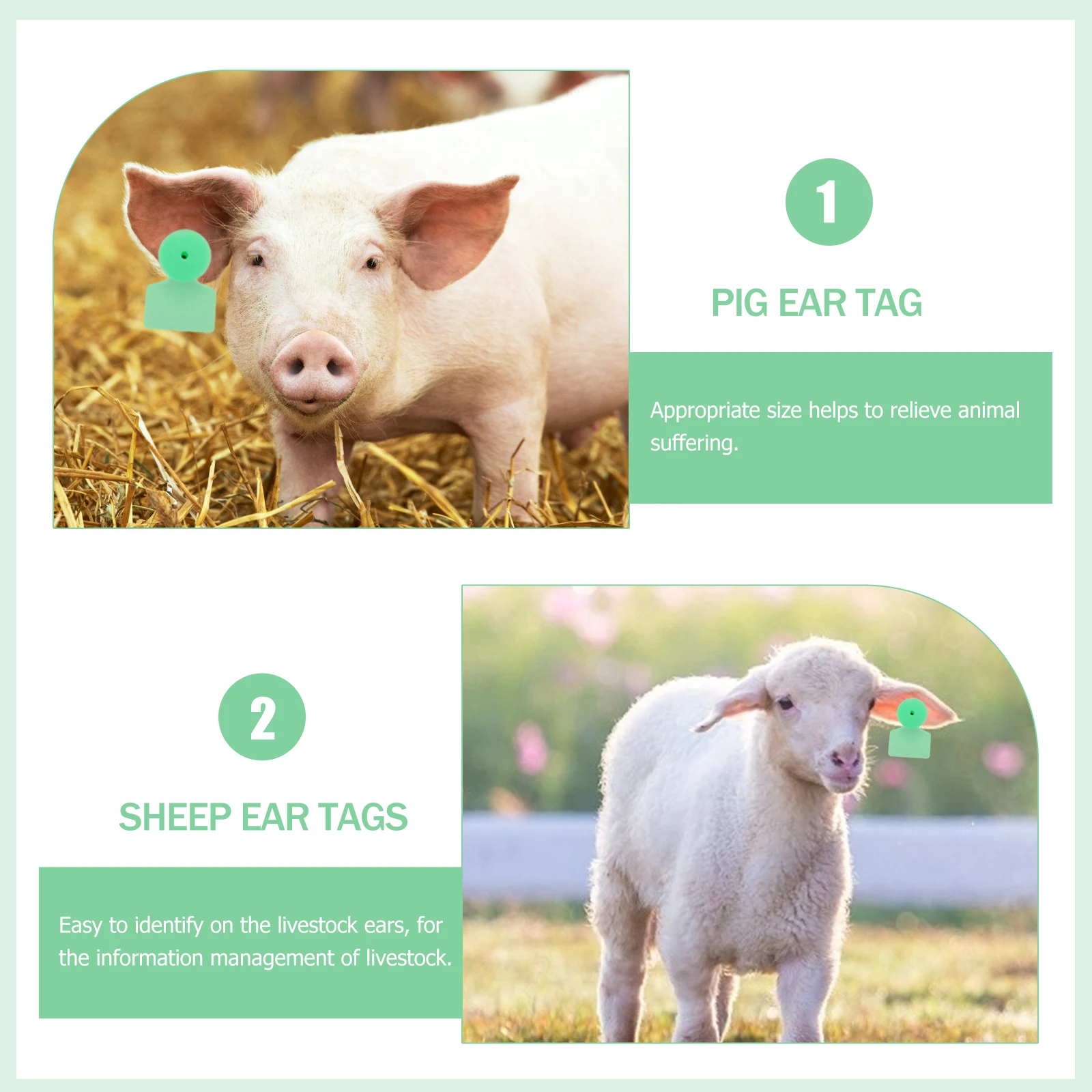 100pcs Pig Ear Tag Green Without Number Large ID Tags for Sheep Goat Cattle Farm Animal Tpu Livestock Practical Waterproof UV
100pcs Pig Ear Tag Green Without Number Large ID Tags for Sheep Goat Cattle Farm Animal Tpu Livestock Practical Waterproof UV