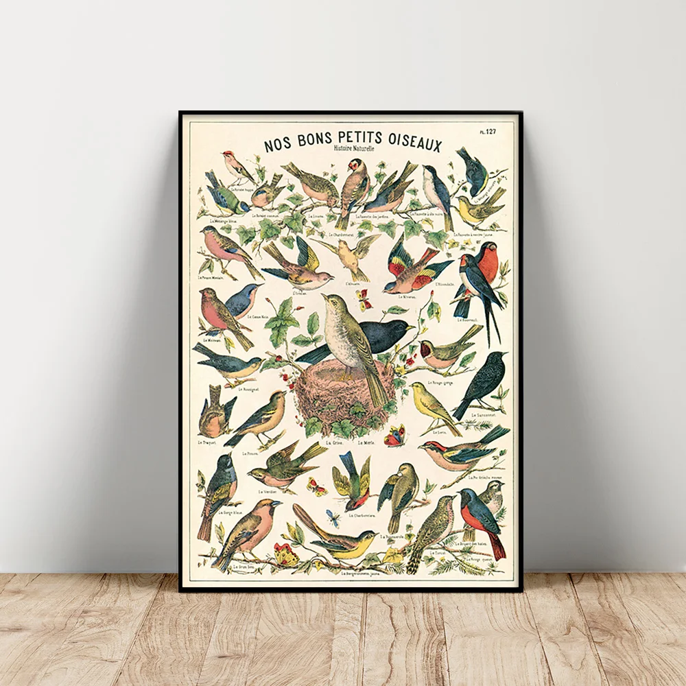 Natural History Cavallini Poster Bird Illustration Print Art Canvas Painting Animal Wall Picture Decor
Natural History Cavallini Poster Bird Illustration Print Art Canvas Painting Animal Wall Picture Decor