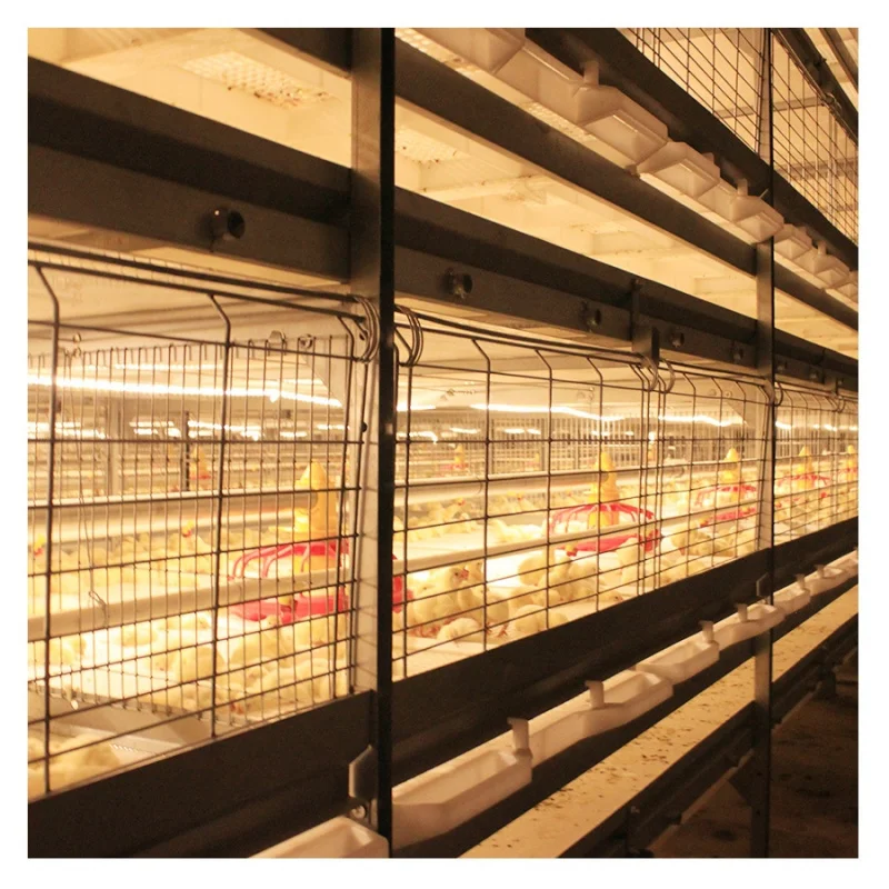 2020 Factory Price Poultry Shed Design Chicken Broiler Battery Cage Sale
2020 Factory Price Poultry Shed Design Chicken Broiler Battery Cage Sale