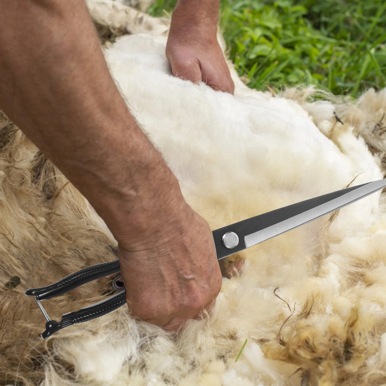 Veterinary Wool Shears Scissors for Farm Sheep Shave Thick Topiary Bridegroom Clipper Carbon Steel Durable Sharp Ergonomic
Veterinary Wool Shears Scissors for Farm Sheep Shave Thick Topiary Bridegroom Clipper Carbon Steel Durable Sharp Ergonomic