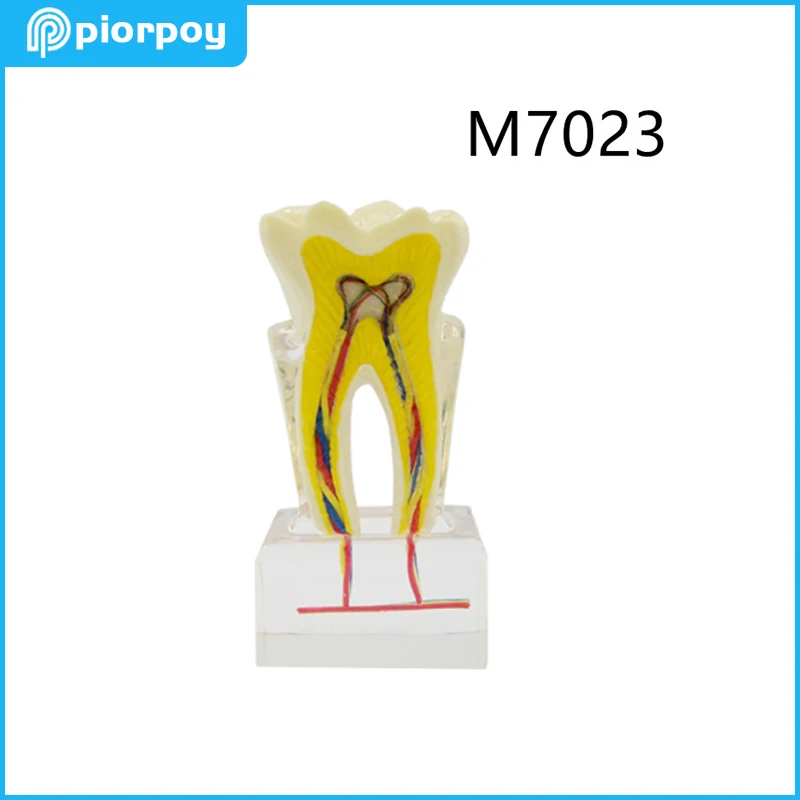 PIORPOY Dental Teaching Model 6 Times Molar With Nerve Anatomical Resin Dentistry Education Demonstration Tools For StudentM7023
PIORPOY Dental Teaching Model 6 Times Molar With Nerve Anatomical Resin Dentistry Education Demonstration Tools For StudentM7023