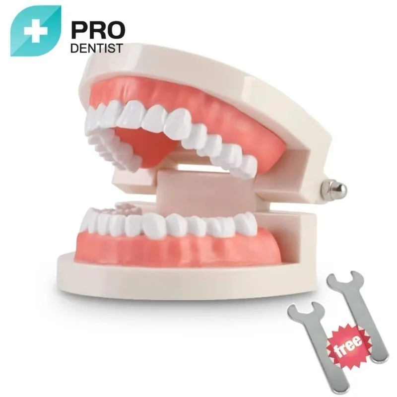 Teeth Model Oral Medical Education Tool Adult Standard Model with 28pcs /32pcs Screw-in Teeth Demonstration Soft Gum
Teeth Model Oral Medical Education Tool Adult Standard Model with 28pcs /32pcs Screw-in Teeth Demonstration Soft Gum