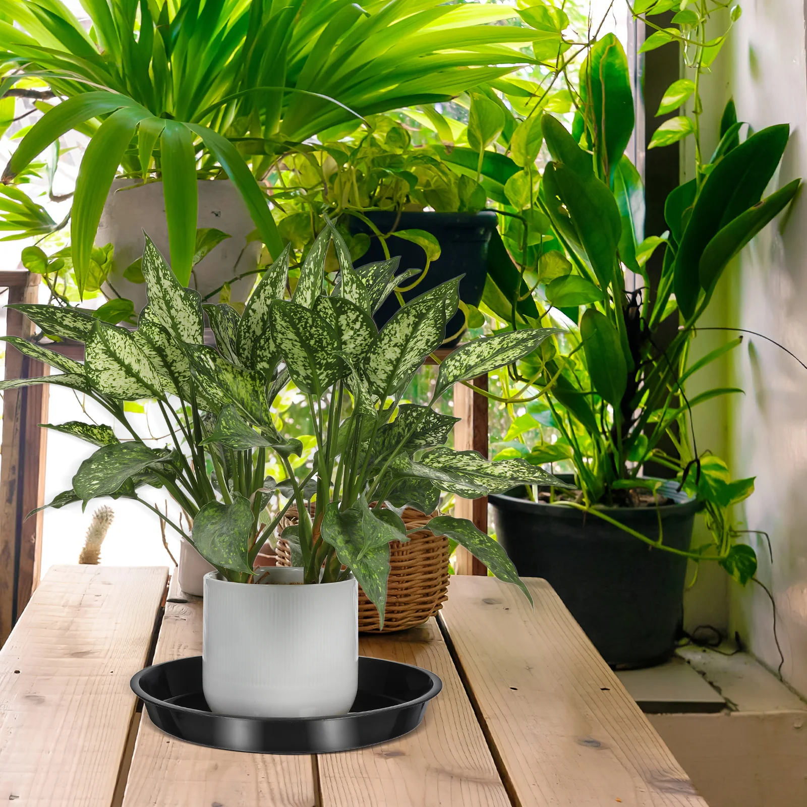 10 pcs Flowerpot Tray Plastic Bonsai Trays For Indoor Outdoor Use Planter Bottom Tray Flower Pot Holder Garden Plant Pallet
10 pcs Flowerpot Tray Plastic Bonsai Trays For Indoor Outdoor Use Planter Bottom Tray Flower Pot Holder Garden Plant Pallet