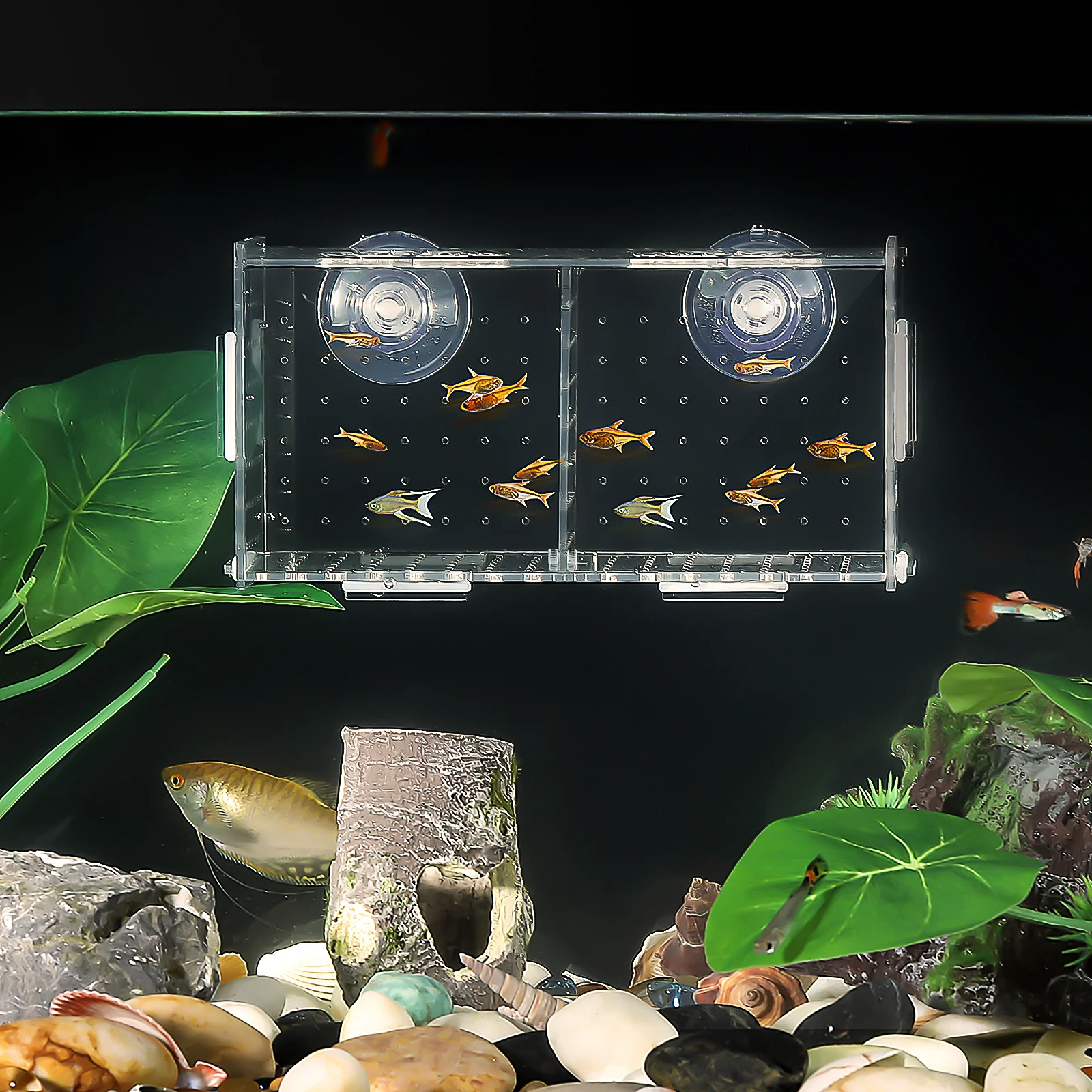 Fish Tank Isolation Box Aquarium Incubator Hatching Boxes for Betta Guppy Juvenile Protector Breeding Container Transparent
Fish Tank Isolation Box Aquarium Incubator Hatching Boxes for Betta Guppy Juvenile Protector Breeding Container Transparent