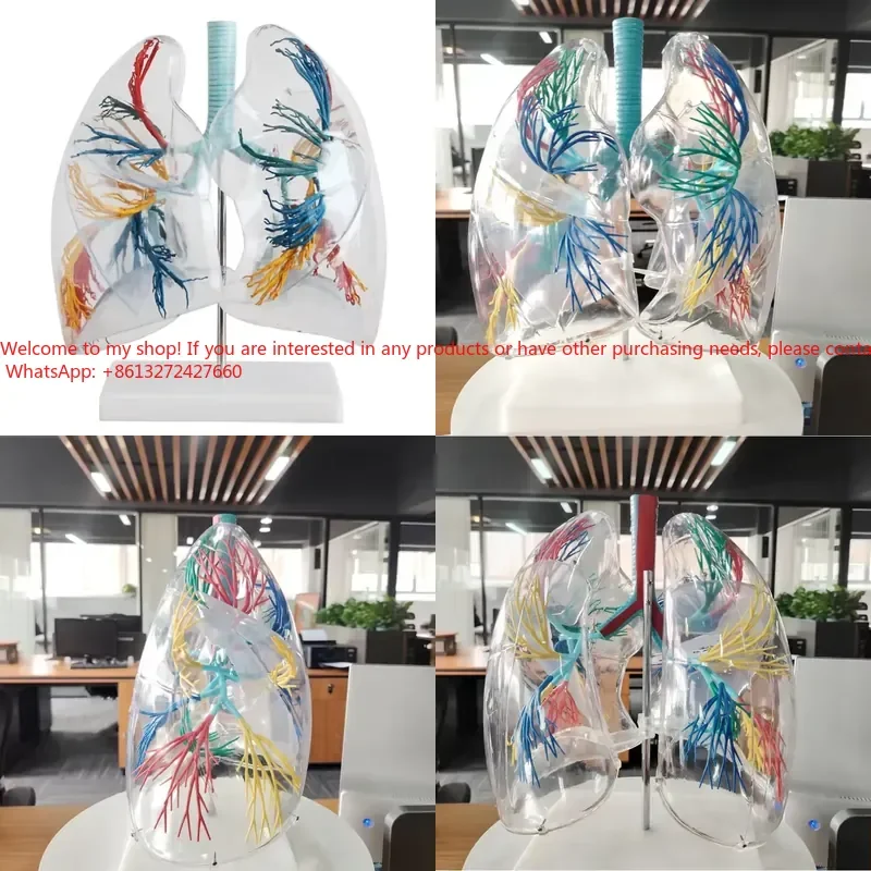 Transparent PVC Anatomical Lung Model with Bronchial Tree for Medical Science Product Visualization
Transparent PVC Anatomical Lung Model with Bronchial Tree for Medical Science Product Visualization