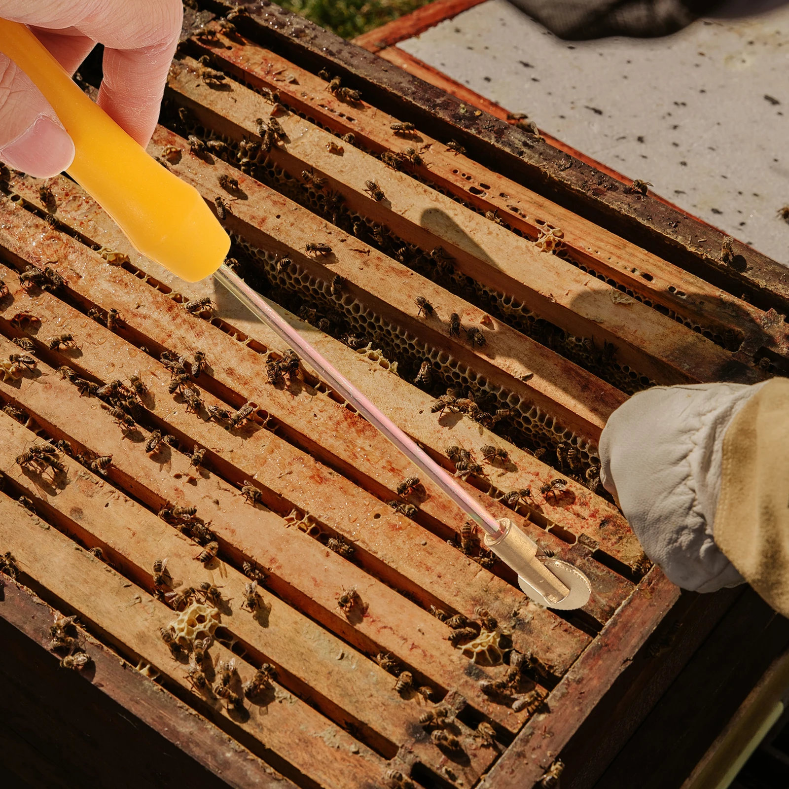 Plastic Handle Wire Embedder Roller Beehive Imbedding Tool For Beekeeping Hive Management Beekeeping Tool
Plastic Handle Wire Embedder Roller Beehive Imbedding Tool For Beekeeping Hive Management Beekeeping Tool