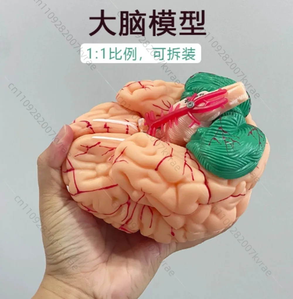 Human Brain Model Simulation 8-Part PVC Life-size Anatomy Teaching Tool Kid Early Education Cognition 3D Model for Classroom
Human Brain Model Simulation 8-Part PVC Life-size Anatomy Teaching Tool Kid Early Education Cognition 3D Model for Classroom