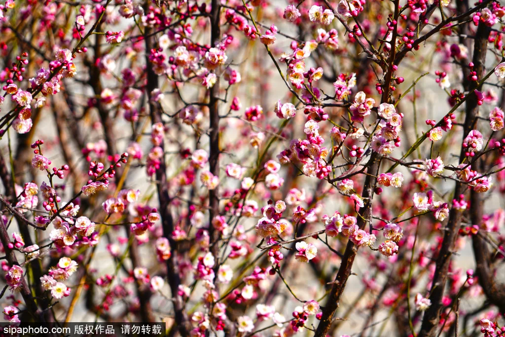 Carbon Fiber ST/TH Servo Mount Plate TO-266-MP11 for Kyosho MP11 RC Car Upgrade Parts Accessories
Carbon Fiber ST/TH Servo Mount Plate TO-266-MP11 for Kyosho MP11 RC Car Upgrade Parts Accessories