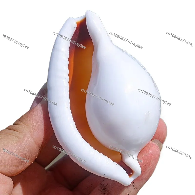 12pcs/Lot White Rabbit Conch Natural Shells, Aquarium & Home Decor, Wedding Wall Micro Landscape Creative Decoration
12pcs/Lot White Rabbit Conch Natural Shells, Aquarium & Home Decor, Wedding Wall Micro Landscape Creative Decoration