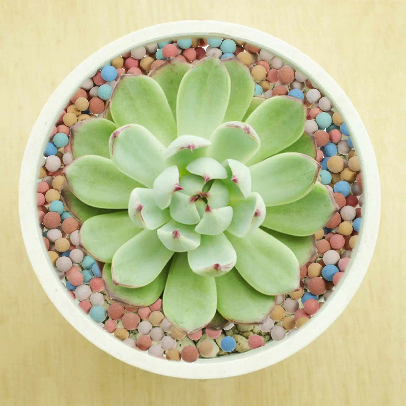 2 Bags Decorative Ceramic Rocks for Succulents Cactus Bonsai Flowerpot Surface Decoration Clay Pebbles Gardening Ceramsite Soil
2 Bags Decorative Ceramic Rocks for Succulents Cactus Bonsai Flowerpot Surface Decoration Clay Pebbles Gardening Ceramsite Soil