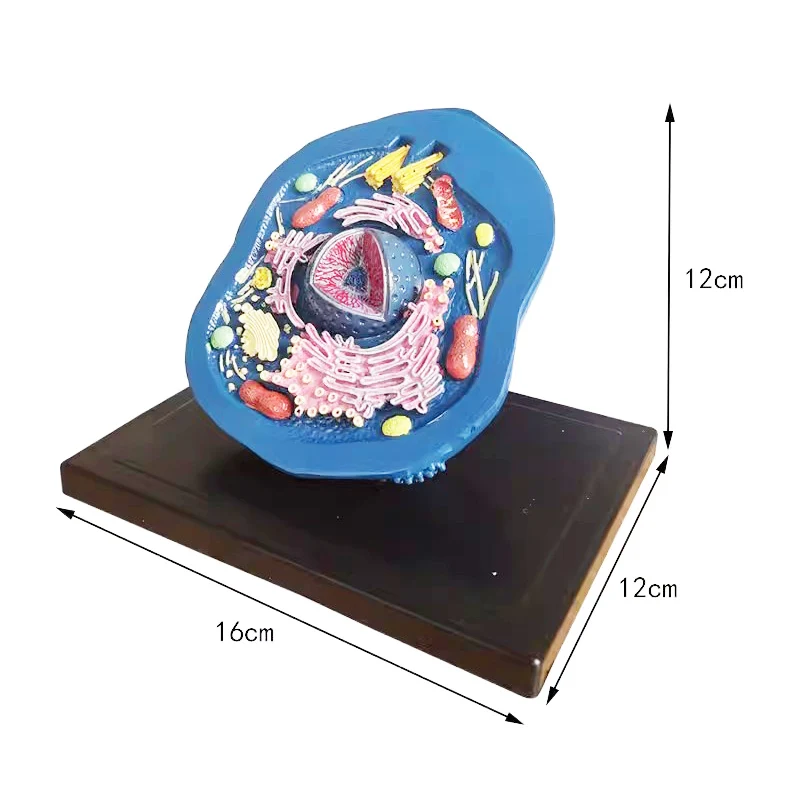 Animal Cell Model Natural Science Cell Structure Anatomy Model Middle School Biology Teaching Cell Equipment
Animal Cell Model Natural Science Cell Structure Anatomy Model Middle School Biology Teaching Cell Equipment