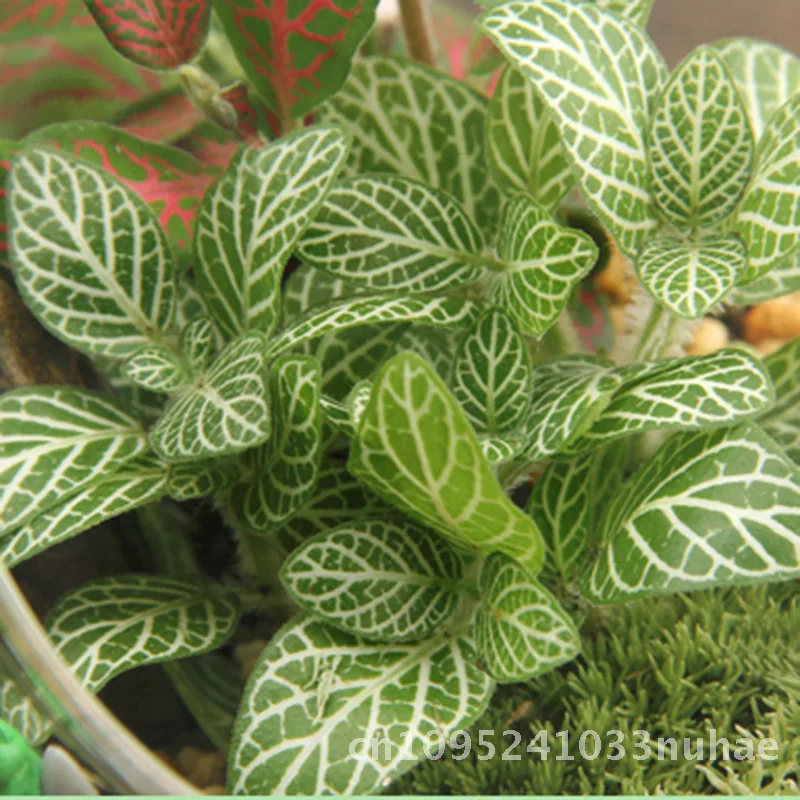 DIY Moss Micro Landscape Kit Creative Handmade Green Plant Office Decor Glass Bottle Set Eco-Friendly Ornament Gift
DIY Moss Micro Landscape Kit Creative Handmade Green Plant Office Decor Glass Bottle Set Eco-Friendly Ornament Gift