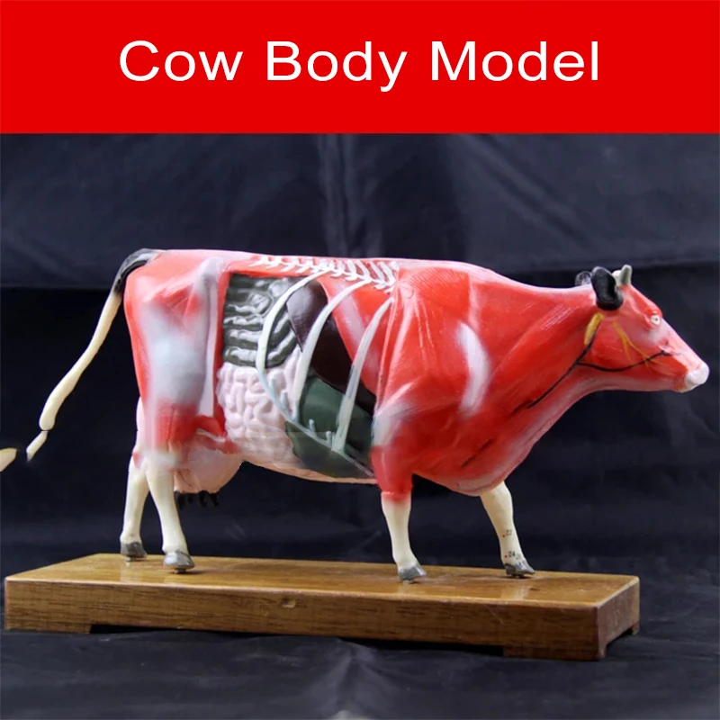 Cow Body Acupoint Model Cow Anatomical Model Cow Anatomical Model Teaching Practice Training Animal Model 1 Pcs
Cow Body Acupoint Model Cow Anatomical Model Cow Anatomical Model Teaching Practice Training Animal Model 1 Pcs