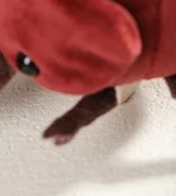 Милый мультяшный жук, насекомое, плюшевая кукла, брелок, сумка с ошибками, кулон, уникальный подарок на день рождения, Рождество для друзей
Милый мультяшный жук, насекомое, плюшевая кукла, брелок, сумка с ошибками, кулон, уникальный подарок на день рождения, Рождество для друзей