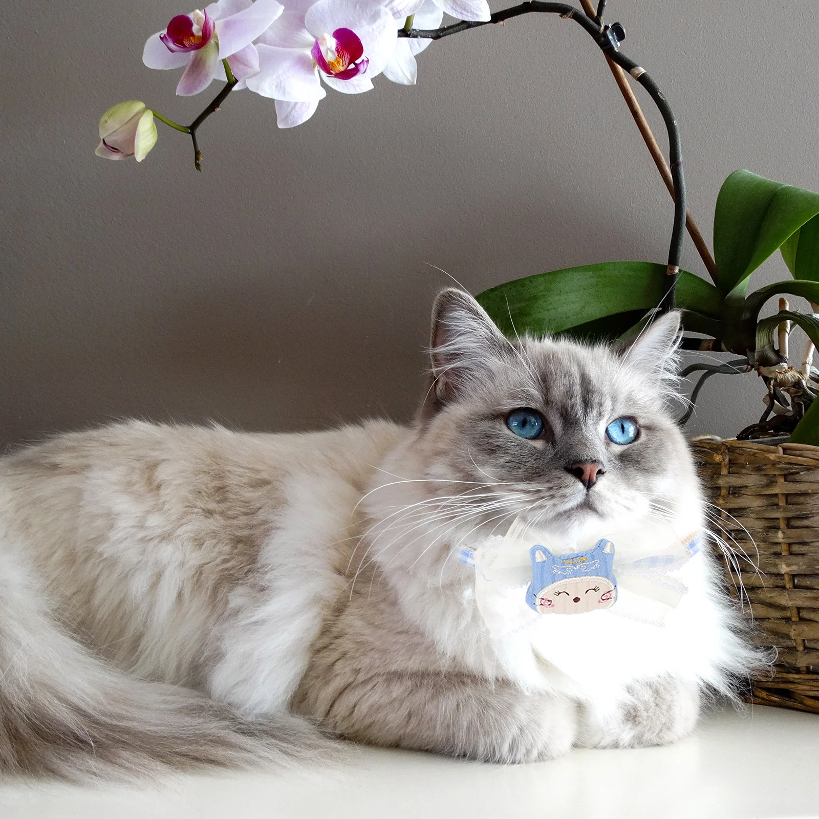 Cat Collar Gold Webbing Cute Bow Tie Polyester Kitten Supply Wear-resistant Bowtie The 
Cat Collar Gold Webbing Cute Bow Tie Polyester Kitten Supply Wear-resistant Bowtie The