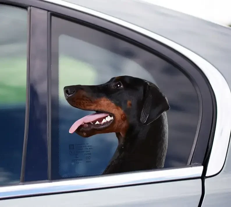 Dobbie window sticker, car sticker, doberman car decal, funny window sticker 
Dobbie window sticker, car sticker, doberman car decal, funny window sticker