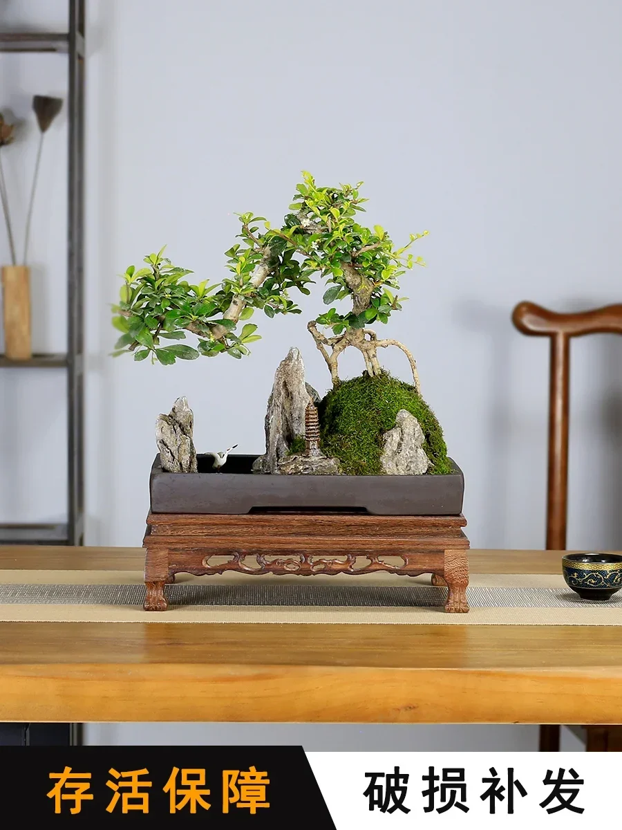 Small leaf Fujian tea landscape rockery bonsai modeling old pile plants indoor living room office tea room green plants potted p 
Small leaf Fujian tea landscape rockery bonsai modeling old pile plants indoor living room office tea room green plants potted p