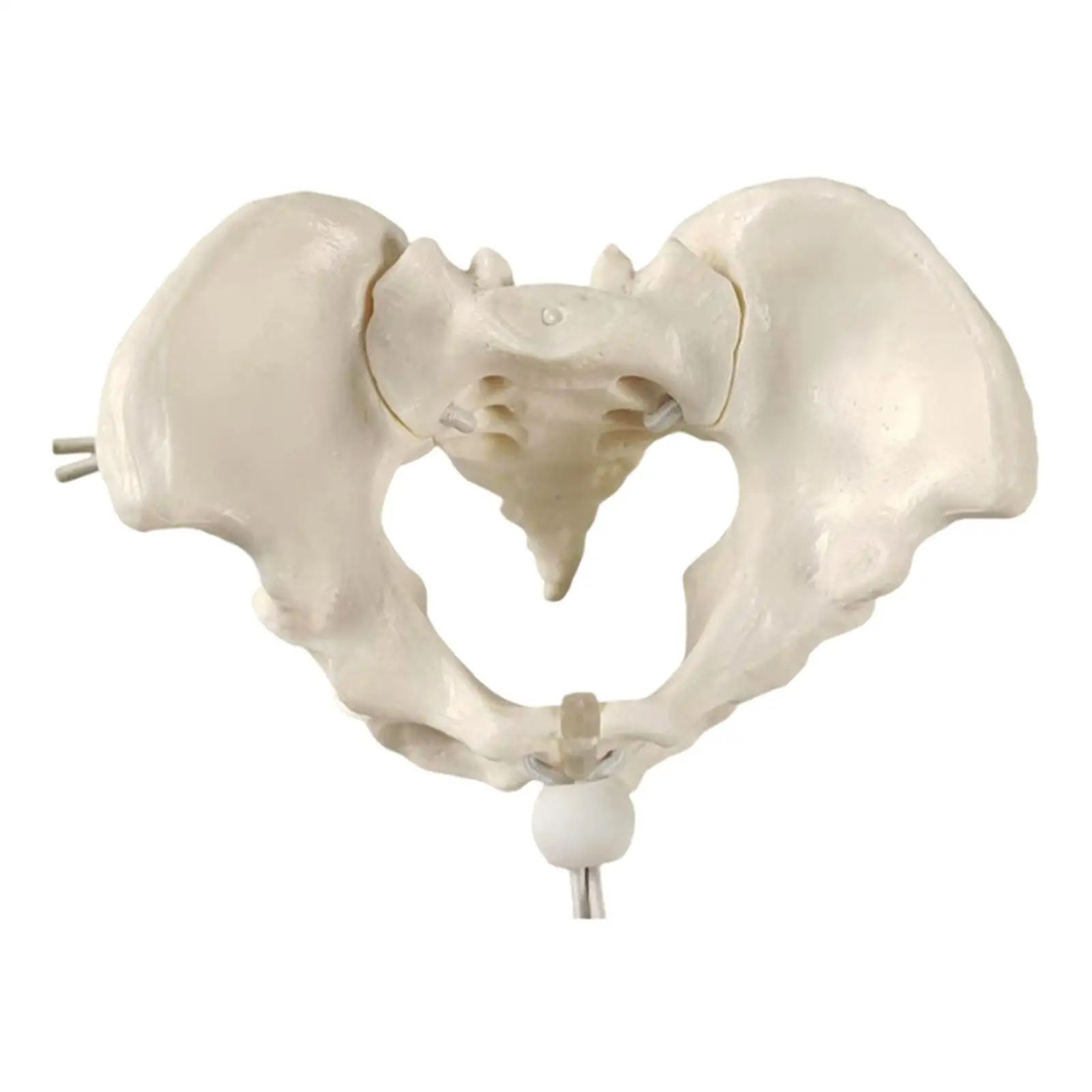 Модель женского таза человека, съемная модель женского скелета, бедровая кость для гинекологии, акушерка в акушерке, научное образование
Модель женского таза человека, съемная модель женского скелета, бедровая кость для гинекологии, акушерка в акушерке, научное образование