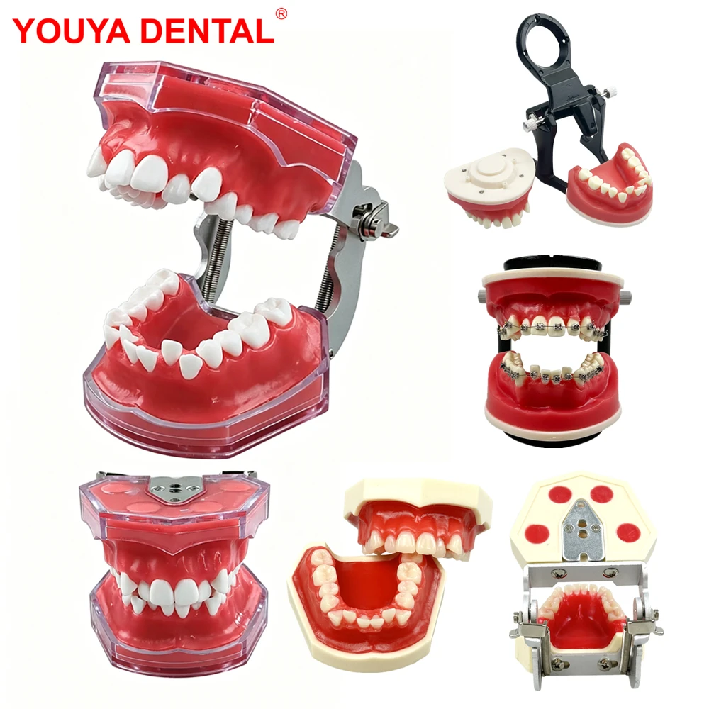 Dental Practice Model With Red Wax Gum Teeth Model Typodont For Orthodontic Training Teaching Dentist Patient Communication New
Dental Practice Model With Red Wax Gum Teeth Model Typodont For Orthodontic Training Teaching Dentist Patient Communication New
