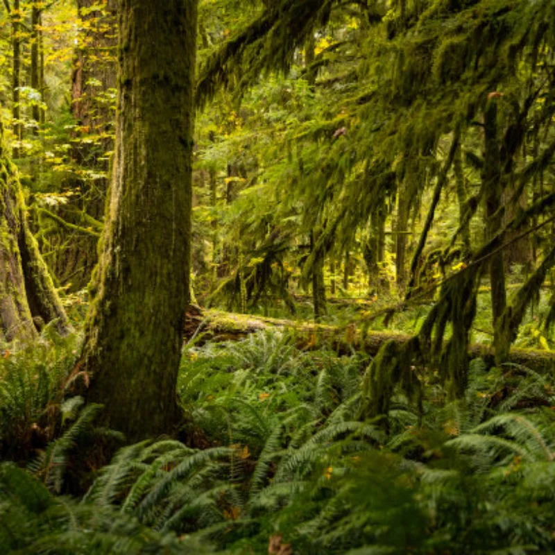 Металлические колеса и гусеничные шины диаметром 1,9 мм, 93 мм для TRX4/FMS/NT4/SCX10 и т. д. 1/10 — 1/12 Гусеничные автомобили — резиновый материал с высокой ручкой
Металлические колеса и гусеничные шины диаметром 1,9 мм, 93 мм для TRX4/FMS/NT4/SCX10 и т. д. 1/10 — 1/12 Гусеничные автомобили — резиновый материал с высокой ручкой