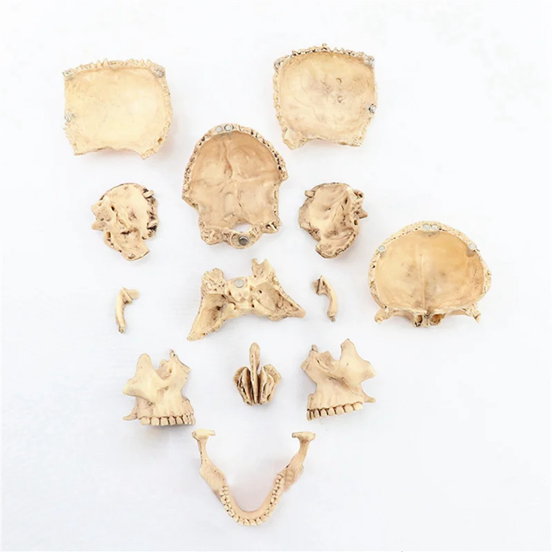 6X 1:2 Disassembled Skull Anatomical Model Anatomy Skeleton Skull Model Detachable Teaching Supplies Tool
6X 1:2 Disassembled Skull Anatomical Model Anatomy Skeleton Skull Model Detachable Teaching Supplies Tool