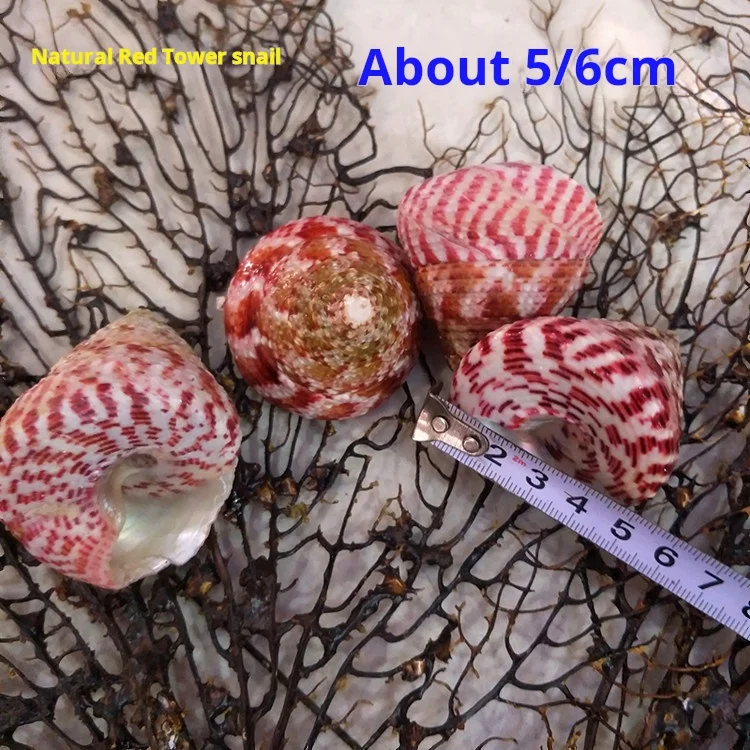 Natural Strawberry Snails Conch Shell Crafts Aquarium Specimen, Red Tower Snail
Natural Strawberry Snails Conch Shell Crafts Aquarium Specimen, Red Tower Snail