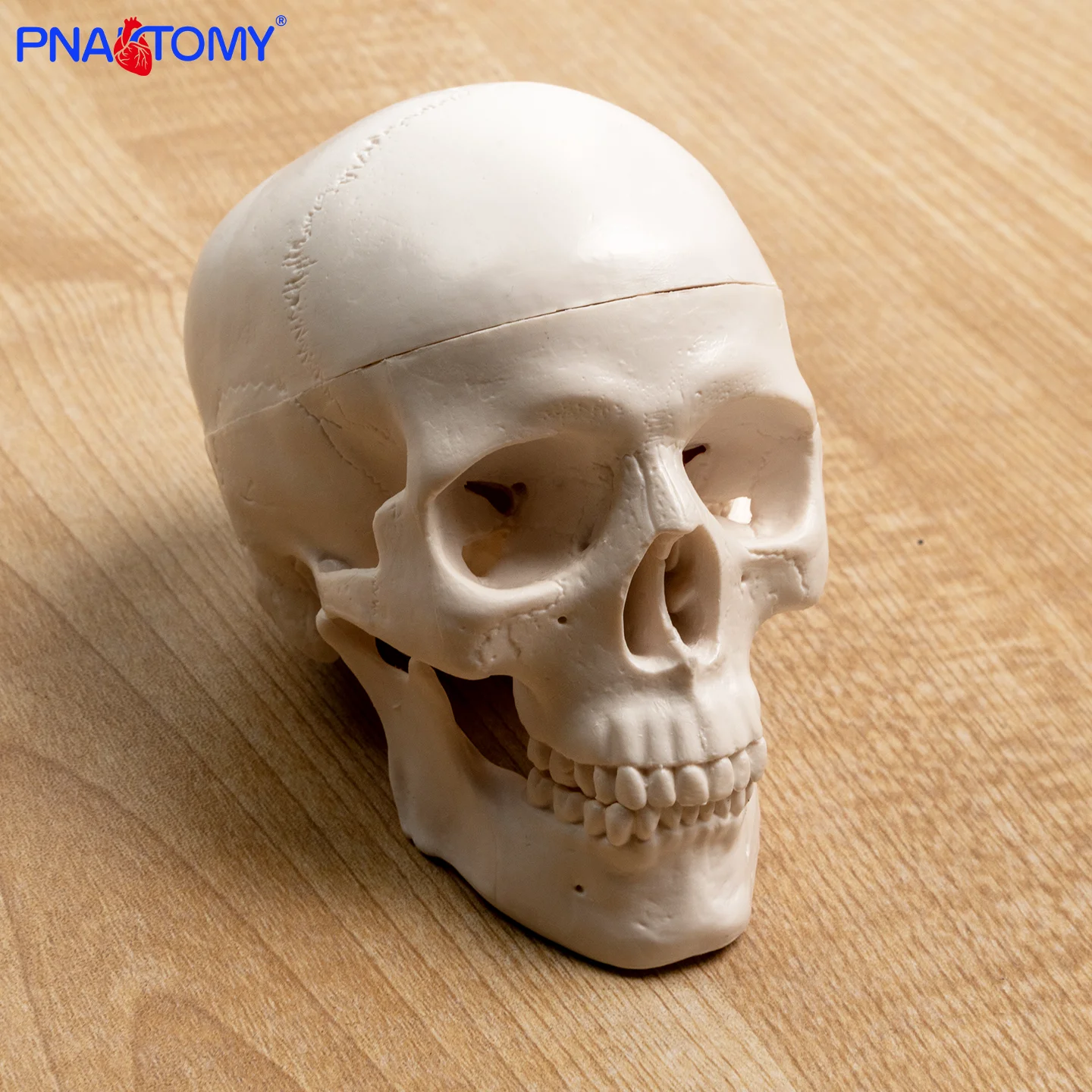 Mini Skull Model Art Sketch Sculpture Stomatology Skull Teaching Detachable Plastic Skull
Mini Skull Model Art Sketch Sculpture Stomatology Skull Teaching Detachable Plastic Skull
