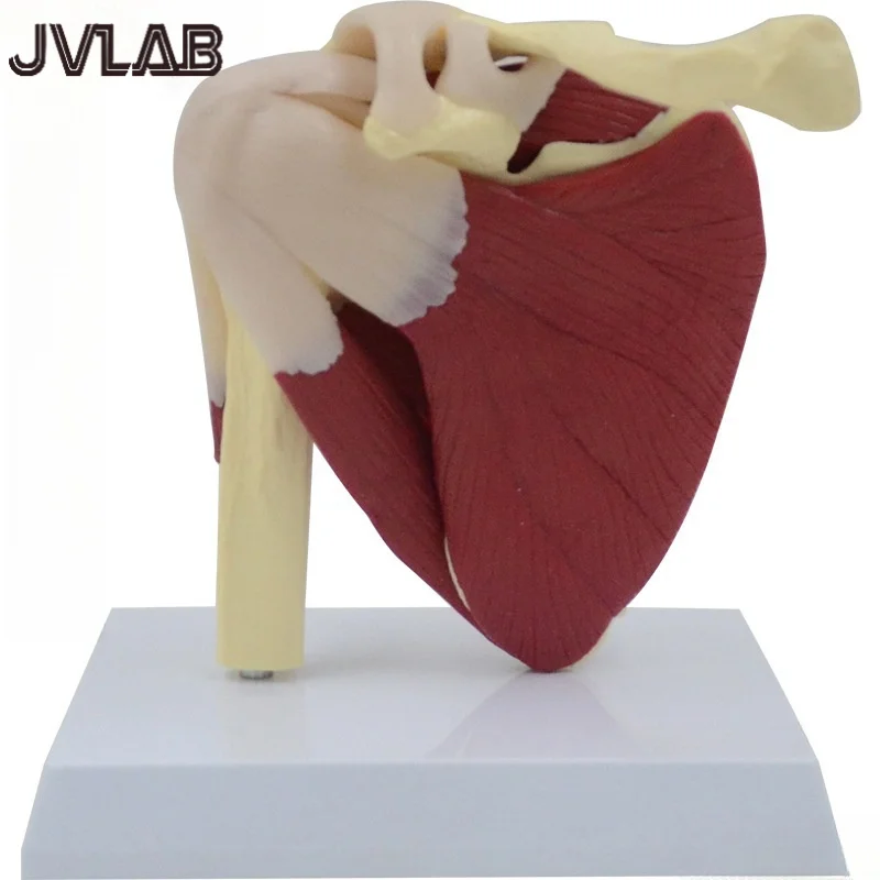 houlder Joint Anatomy Model - Movable Scapula Clavicle with Muscle AttacJVLAB hments, Medical Skeletal Teaching Demonstration
houlder Joint Anatomy Model - Movable Scapula Clavicle with Muscle AttacJVLAB hments, Medical Skeletal Teaching Demonstration