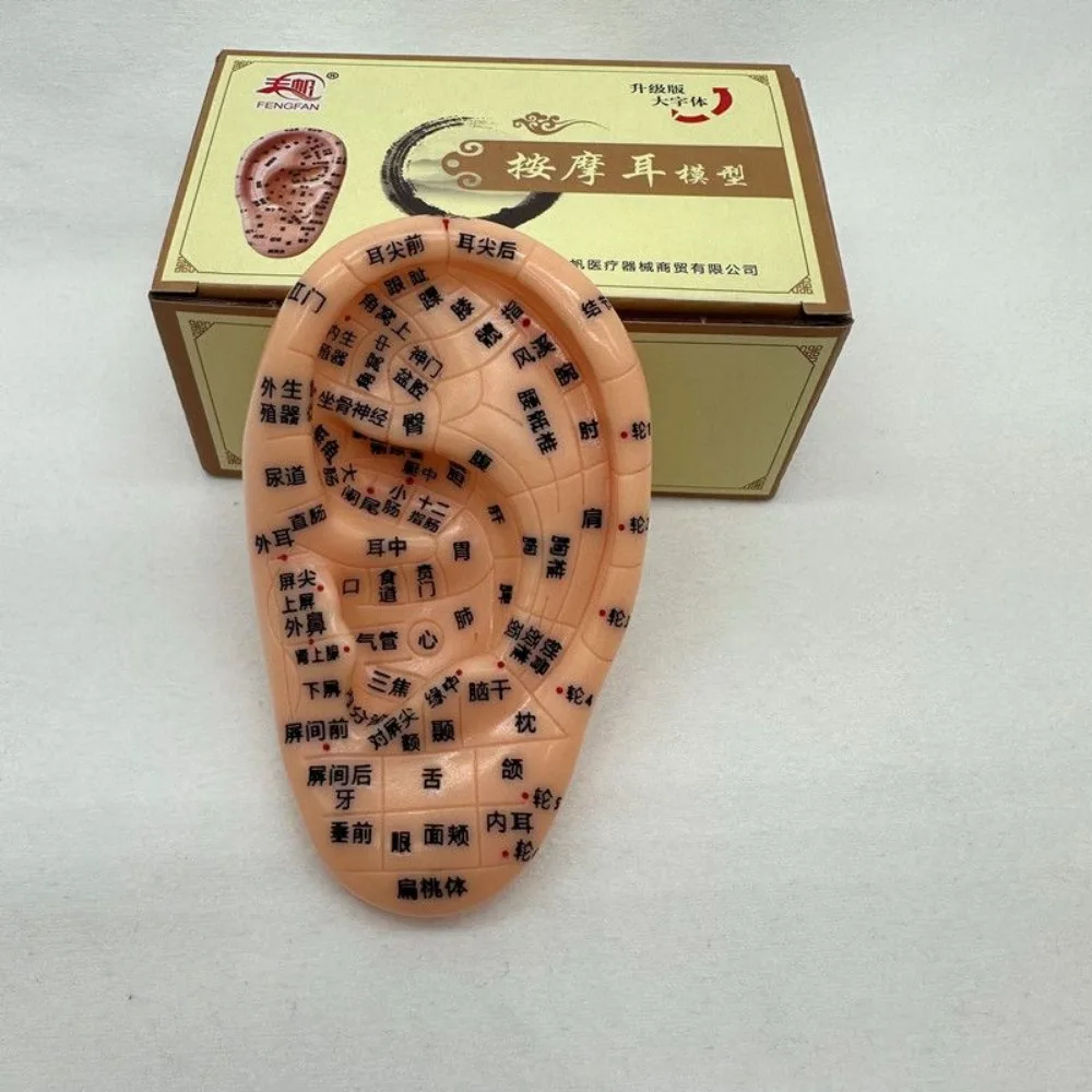 Profession Acupuncture Massage Ear Acupoint Sticking Magnetic Bead Meridian Model Super Clear with Tweezers Copper Pen Ear Care
Profession Acupuncture Massage Ear Acupoint Sticking Magnetic Bead Meridian Model Super Clear with Tweezers Copper Pen Ear Care