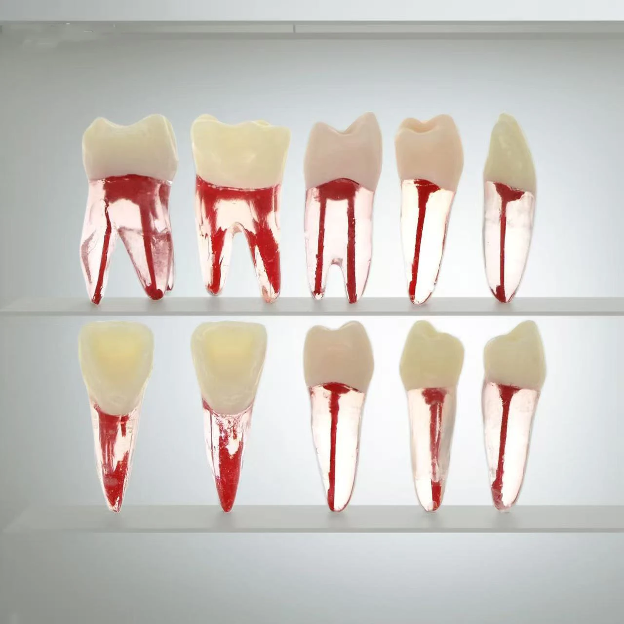 10 Pcs Dental RCT Endodontic Training Teeth Set with Pulp Cavity Resin Blocks for Root Canal Endodonic Study Practice Model Kit
10 Pcs Dental RCT Endodontic Training Teeth Set with Pulp Cavity Resin Blocks for Root Canal Endodonic Study Practice Model Kit