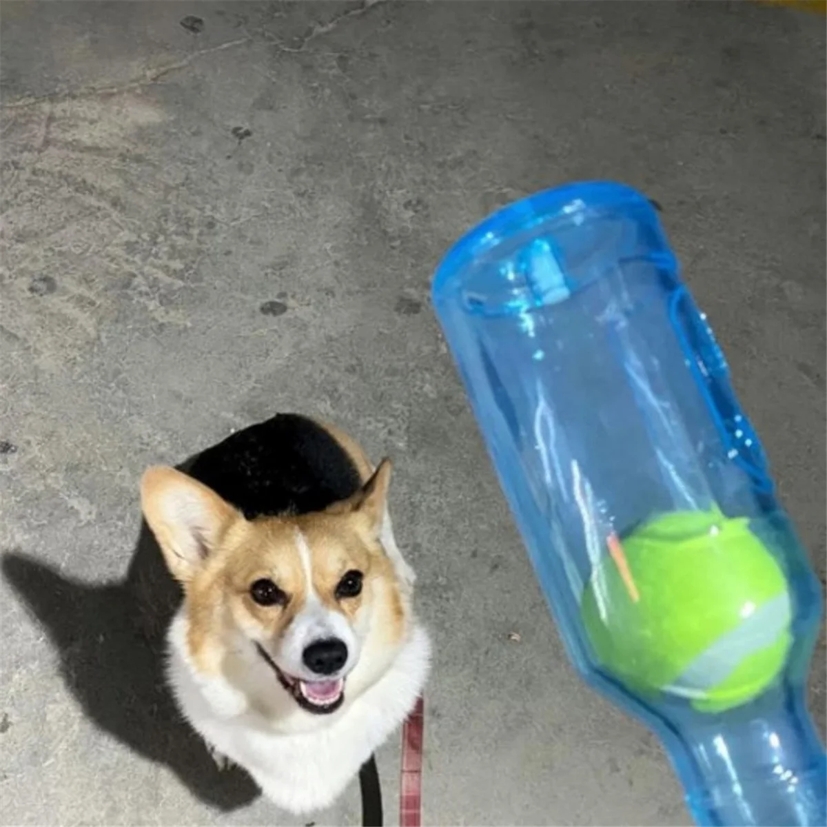 Dog Toy Water Bottle Cruncher Chew Bottle Toys for Dogs Plastic Water Bottle Chew Toys for Dogs with Ball GreenJAS
Dog Toy Water Bottle Cruncher Chew Bottle Toys for Dogs Plastic Water Bottle Chew Toys for Dogs with Ball GreenJAS