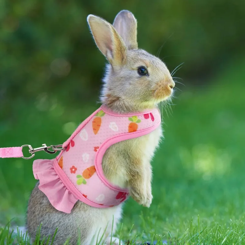 A pet universal rabbit chest strap set with cute radish print outdoor traction rope
A pet universal rabbit chest strap set with cute radish print outdoor traction rope