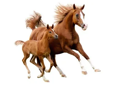 Приемник SKYZONE SteadyView V3.3 5,8 ГГц — высокая чувствительность для очков FPV
Приемник SKYZONE SteadyView V3.3 5,8 ГГц — высокая чувствительность для очков FPV