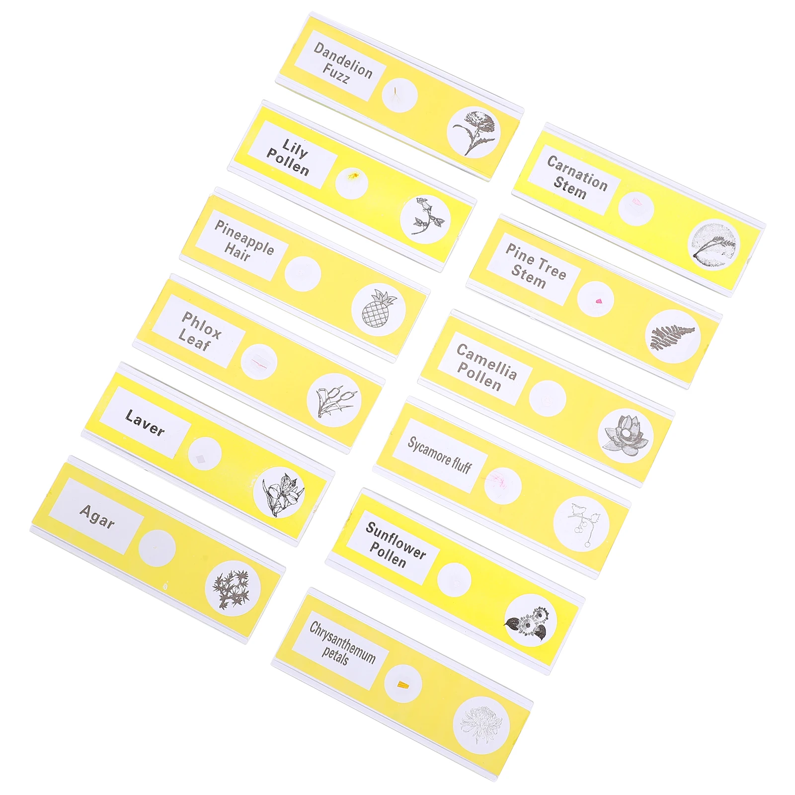 12pcs Microscope Prepared Slides ABS Specimens Clear Observation Plants Samples Kids Students Home Plastic
12pcs Microscope Prepared Slides ABS Specimens Clear Observation Plants Samples Kids Students Home Plastic