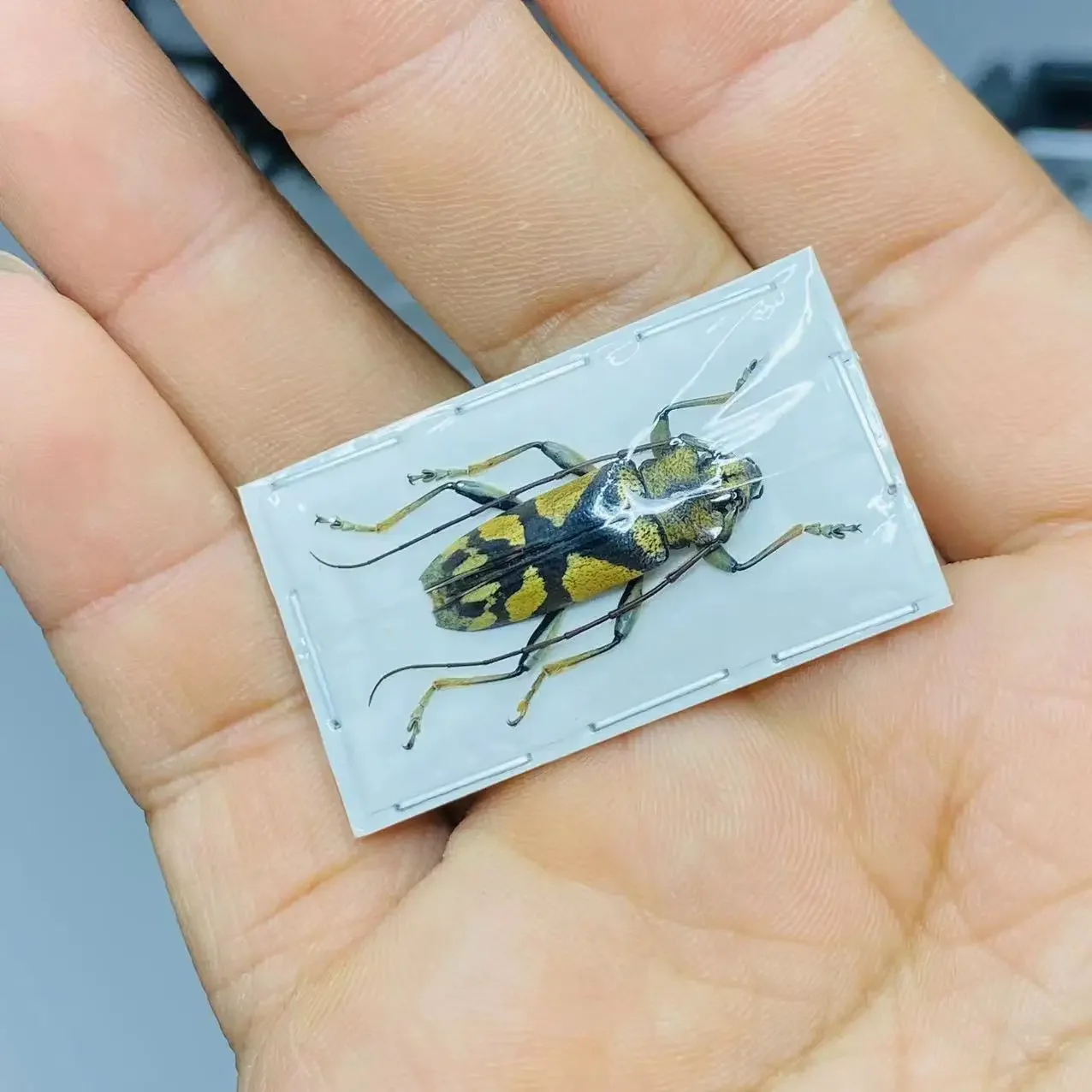 Tmesisternus ochraceosignatusz specimens of Phaedimus lumawigi true insect beetle collection home accessories home decor
Tmesisternus ochraceosignatusz specimens of Phaedimus lumawigi true insect beetle collection home accessories home decor